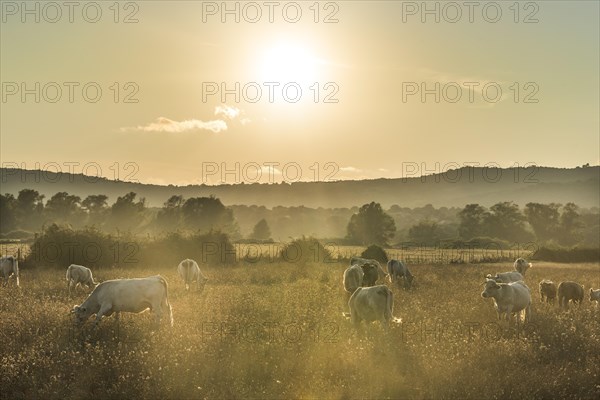 Charolais cattle