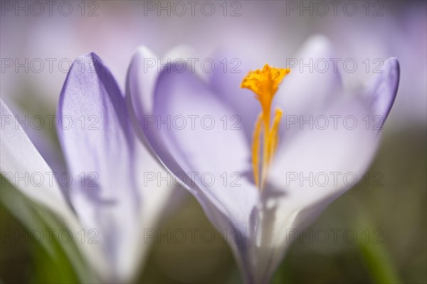 Woodland crocus (Crocus tommasinianus)