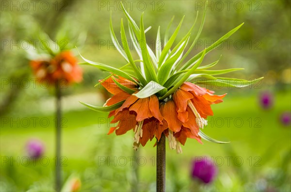 Fritillaries (Frittilaria)