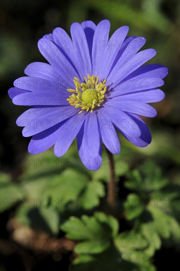 Balkan Anemone (Anemone blanda)