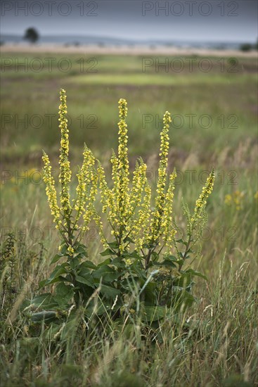 Dark mullein (Verbascum nigrum)