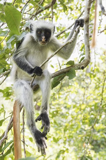 Zanzibar Red Colobus (Procolobus kirkii) sitting on a tree