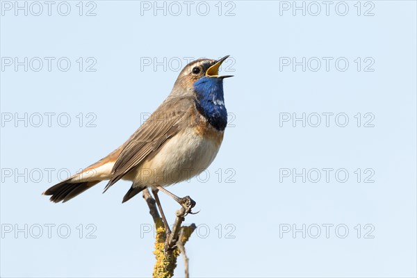 Twittering Bluethroat (Luscinia svecica) on branch