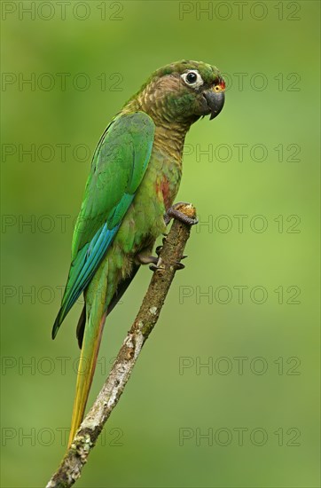 Maroon-bellied Parakeet (Pyrrhura frontalis)