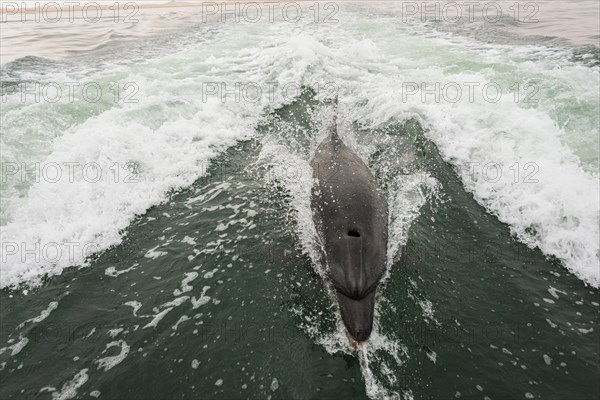 Bottlenose dolphin (Tursiops truncatus) in Walvis Bay