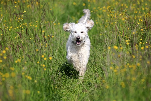 Labradoodle