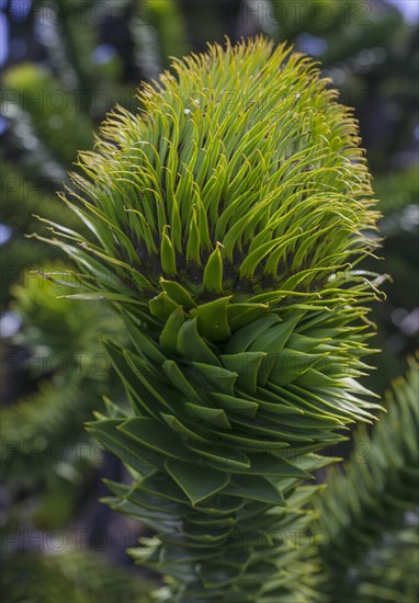 Monkey puzzle tree (Araucaria araucana)