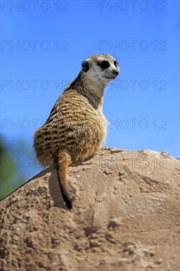 Meerkat (Suricata suricatta)