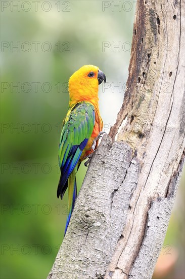 Sun Parakeet (Aratinga solstitialis jandaya)