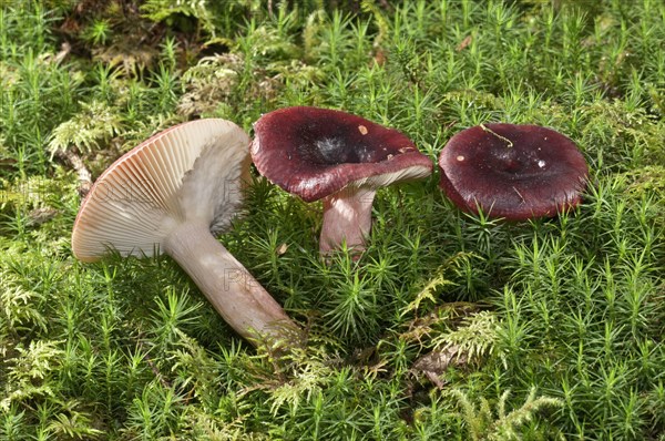 Roter Heringstaubling (Russula erythropoda)