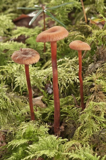 Waxy laccaria (Laccaria laccata)