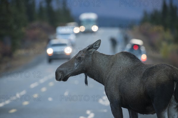 Moose (Alces alces) on road