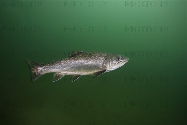 Rainbow trout (Oncorhynchus mykiss)