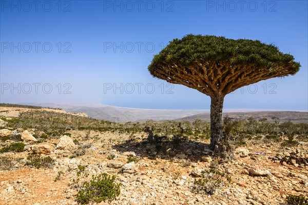 Socotra Dragon Tree or Dragon Blood Tree (Dracaena cinnabari)