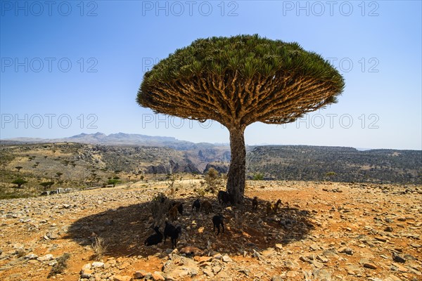 Socotra Dragon Tree or Dragon Blood Tree (Dracaena cinnabari)