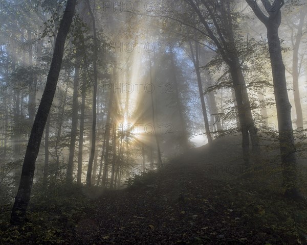 Sun rays in foggy mountain forest