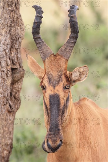 Lelwel Hartebeest (Alcelaphus buselaphus lelwel)