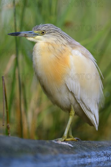 Squacco Heron (Ardeola ralloides)