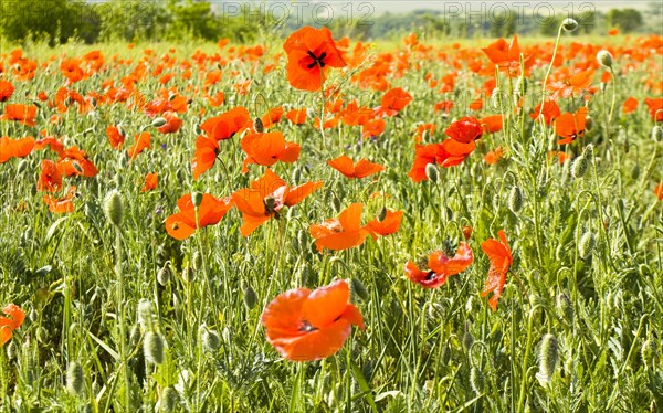 Meadow with red poppies