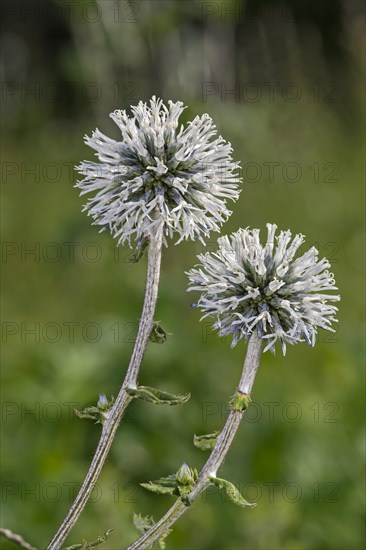 Glandular Globe-thistle (Echinops sphaerocephalus)