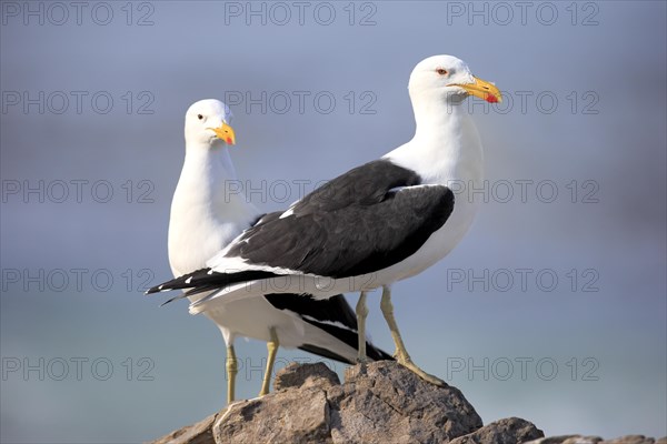 Kelp Gulls (Larus dominicanus)