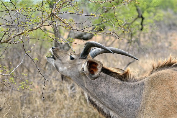 Lowland Nyala (Tragelaphus angasii)