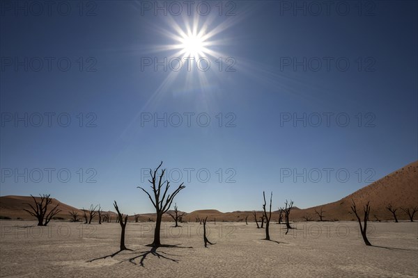 Dead Camel thorn trees (Vachellia erioloba)