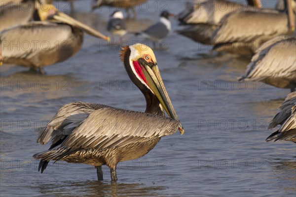 Brown pelican (Pelecanus occidentalis) with red sac in shallow water at the ocean coast