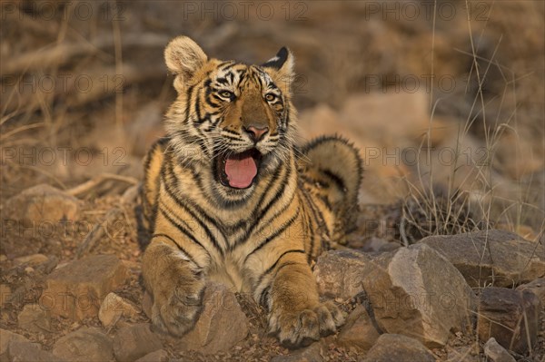Sub-adult Bengal or Indian tiger (Panthera tigris tigris) resting on rocky ground