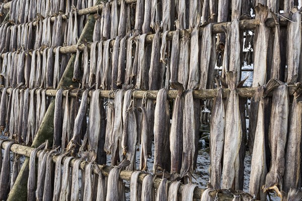 Cod hung for drying