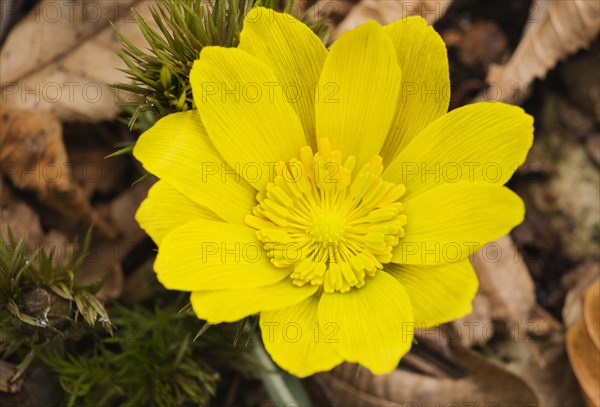 Pheasant's Eye (Adonis vernalis)