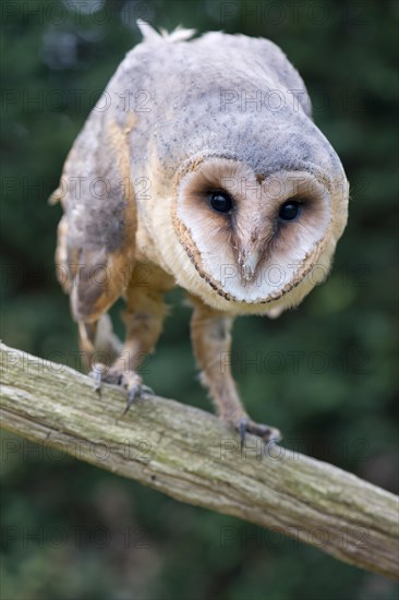 Barn Owl (Tyto alba)