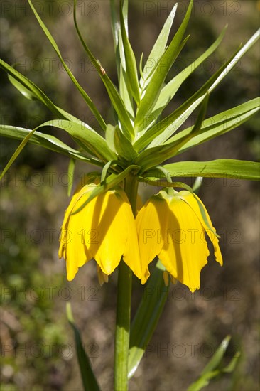 Imperial Crown (Fritillaria imperialis)