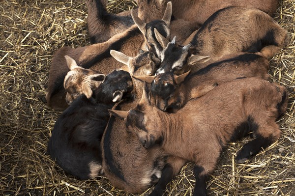 Sleeping young goatlings in the stable