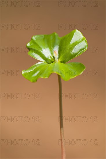 European beech (Fagus sylvatica)