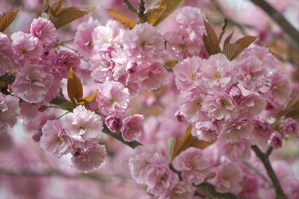 Japanese Cherry (Prunus serrulata)