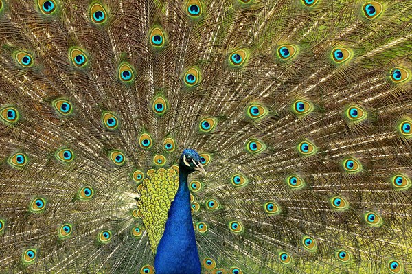 Indian peafowl (Pavo cristatus)