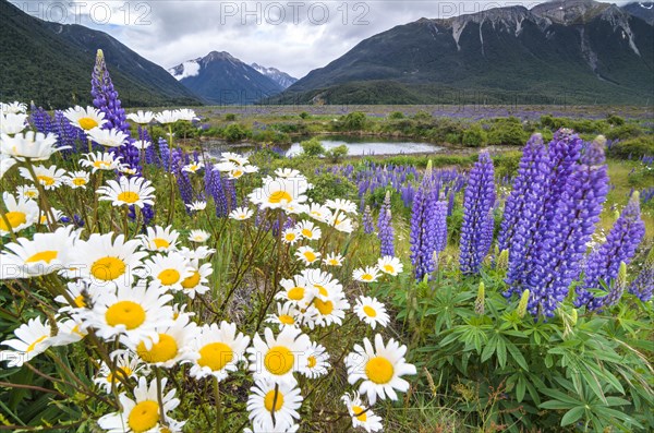 Lupins (Lupinus sp.) and Daisies (Leucanthemum sp.)