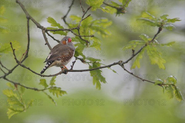 Zebra finch (Taeniopygia guttata) in oak (Quercus robur)