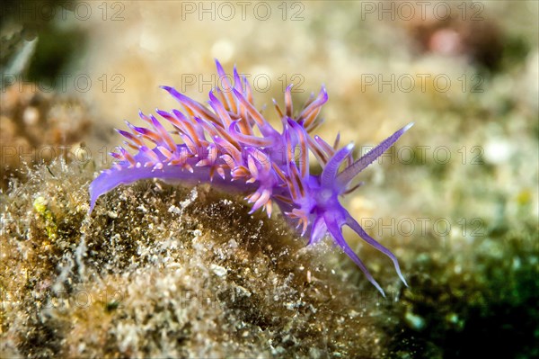 Violette sea slug (Flabellina affinis)