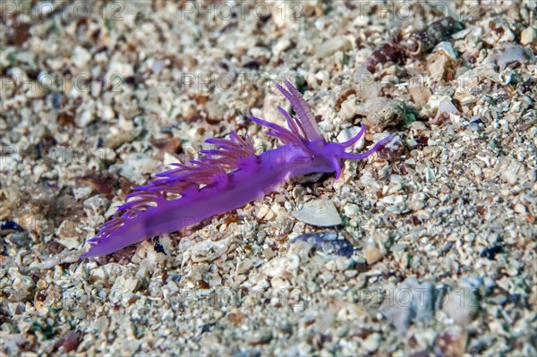 Violette sea slug (Flabellina affinis)