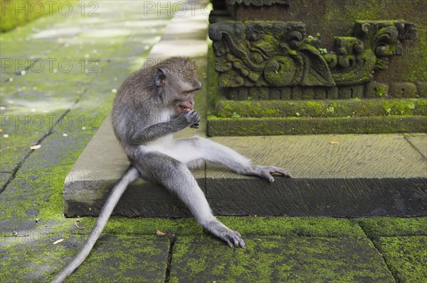 Macaque (Macaca sp.) in the Monkey Forest temple