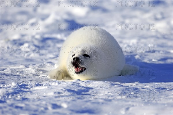 Harp Seal or Saddleback Seal (Pagophilus groenlandicus