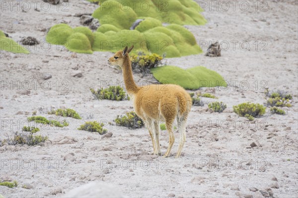 Vicuna or Vicugna (Vicugna vicugna) with Yareta or Llareta cushion plants (Azorella compacta)