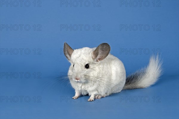 Chinchilla