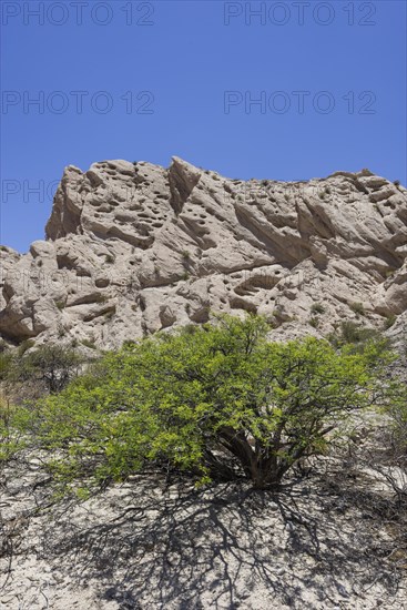 Acacia shrub and geological formations of a dry lake bed in the Monument Natural Angastaco