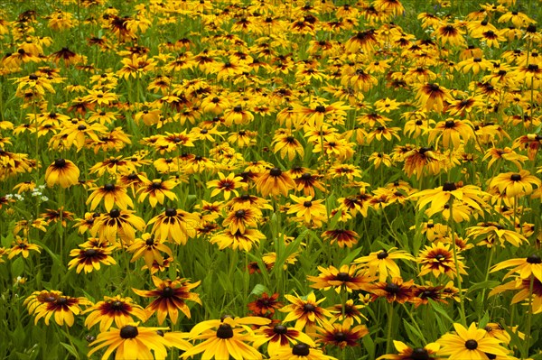 Orange Coneflowers (Rudbeckia fulgida)