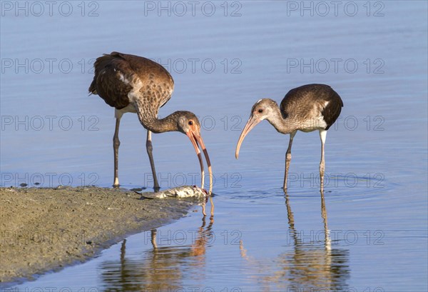 Two American White Ibises (Eudocimus albus)