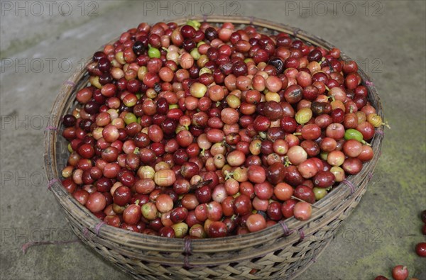 Freshly harvested green or raw coffee