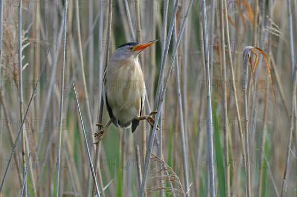 Little Bittern (Ixobrychus minutus)